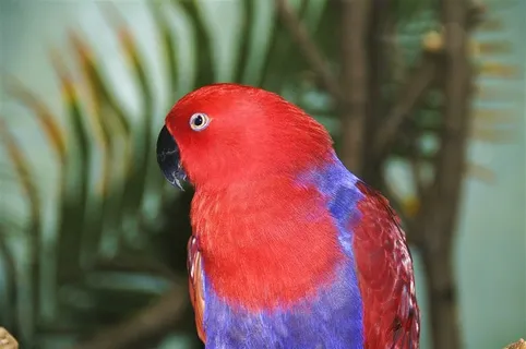 鹦鹉美丽jpg素材 鹦鹉美丽jpg素材