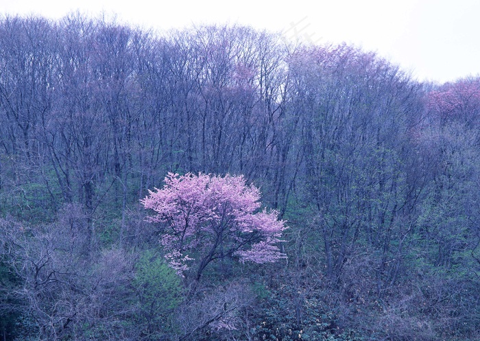 丛林之美 382