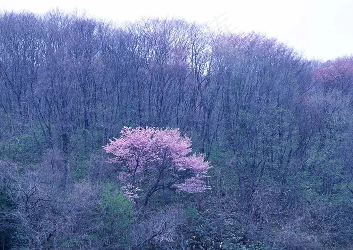 丛林之美 382