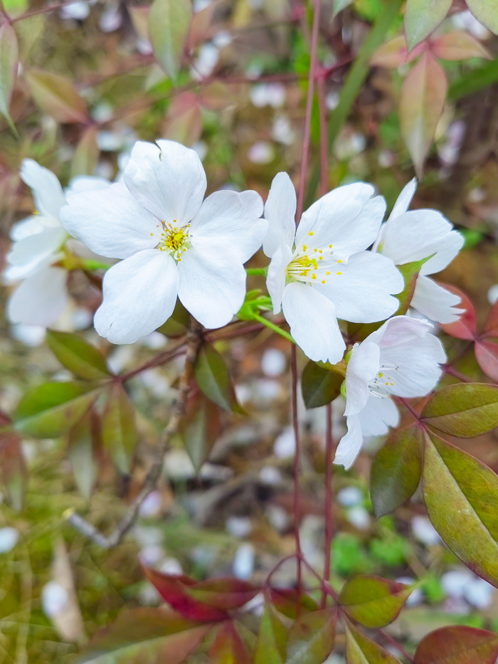 粉白山樱花