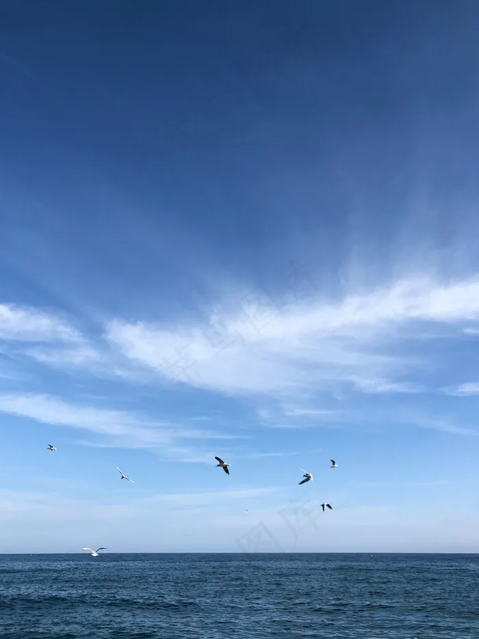 蓝天小鸟自由飞翔图片