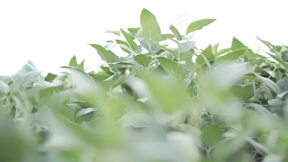 大豆, 农业, 景观, 农场, 自然, 农村, 收成, 文化