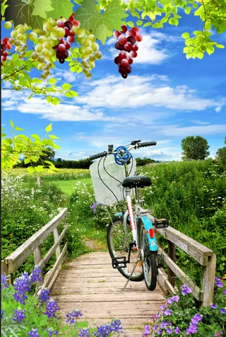 花卉蓝天小鹿自行车背景