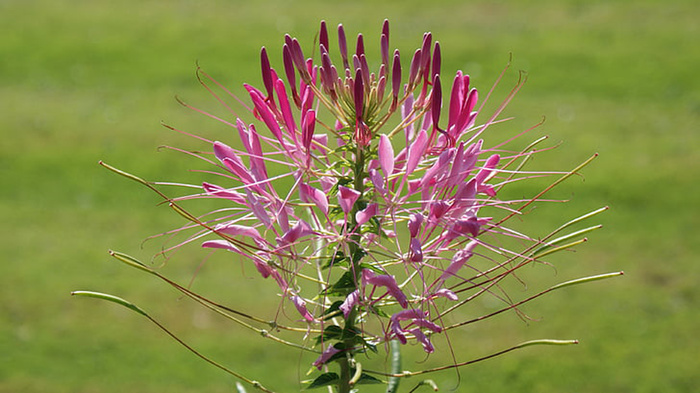 花朵 花束 植物 素材 (145)