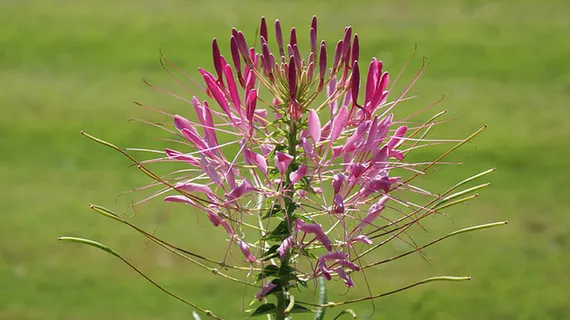 花朵 花束 植物 素材 (145)