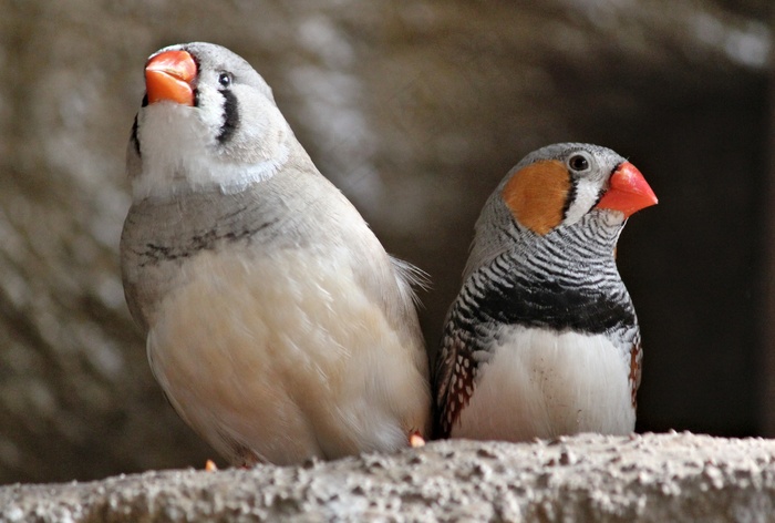 两只呆萌小鸟图片