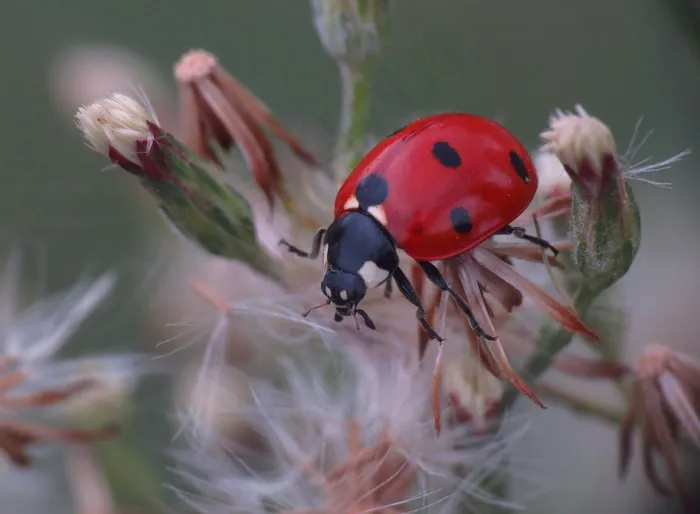 红色小瓢虫图片