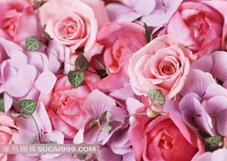 粉色玫瑰花朵图片素材