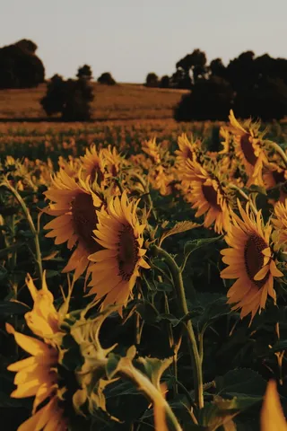 黄色向日葵摄影素材