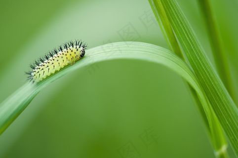 淡绿色ppt背景图片