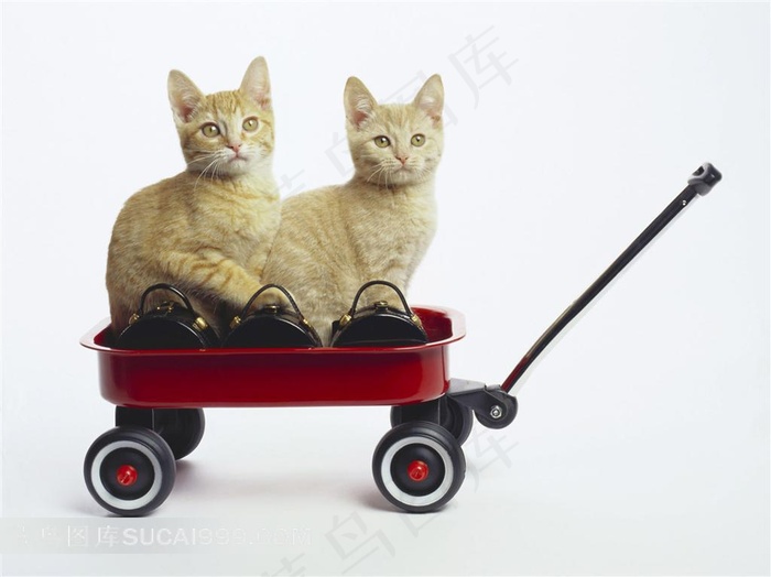 坐在搬运车里的小猫素材