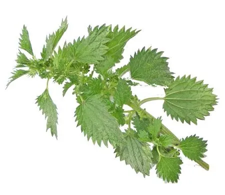 荨麻免抠(450x390)