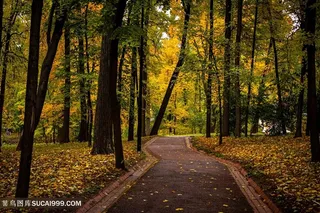 公园跑道森林树林图片