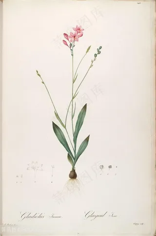 高清雷杜德原版花草花枝图谱