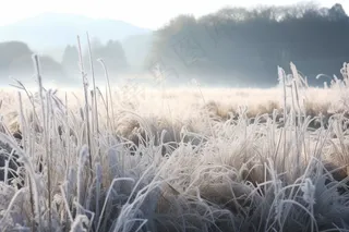 白霜植物叶子雾凇摄影图