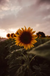 黄色向日葵摄影素材