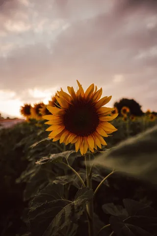 黄色向日葵摄影素材