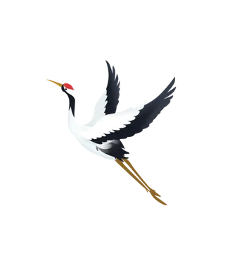 展翅高飞的仙鹤