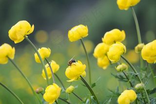 花花多性质领域的鲜花夏天草地