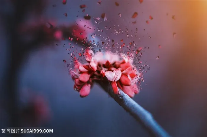 花涅植物鲜花