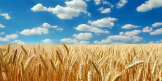 蓝天白云阳光灿烂的金色麦田摄影图