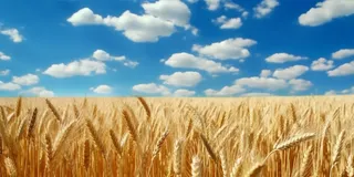 蓝天白云阳光灿烂的金色麦田摄影图