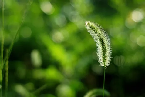 高清狗尾巴草图片下载 高清狗尾巴草图片下载