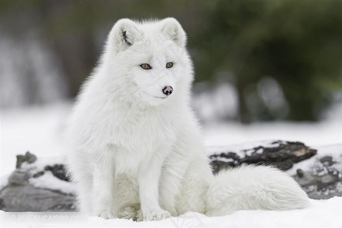 野生动物坐在雪地上的白狐狸图片