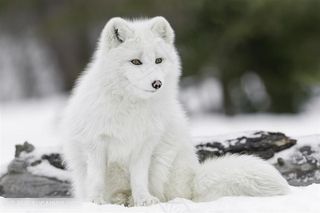 野生动物坐在雪地上的白狐狸图片