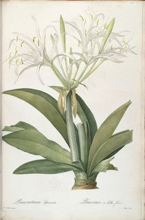 原版雷杜德高清花草图谱