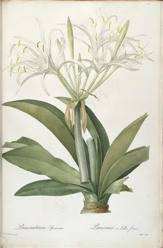 原版雷杜德高清花草图谱