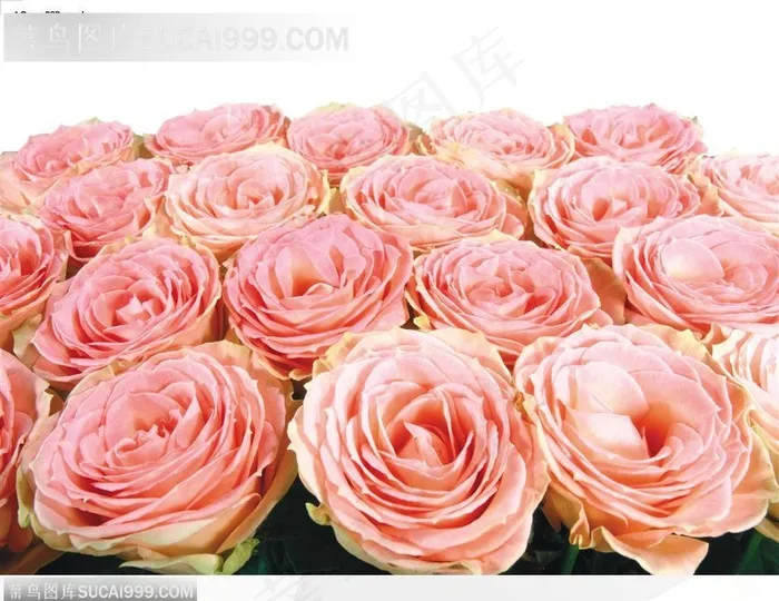 玫瑰花束-漂亮的粉色玫瑰