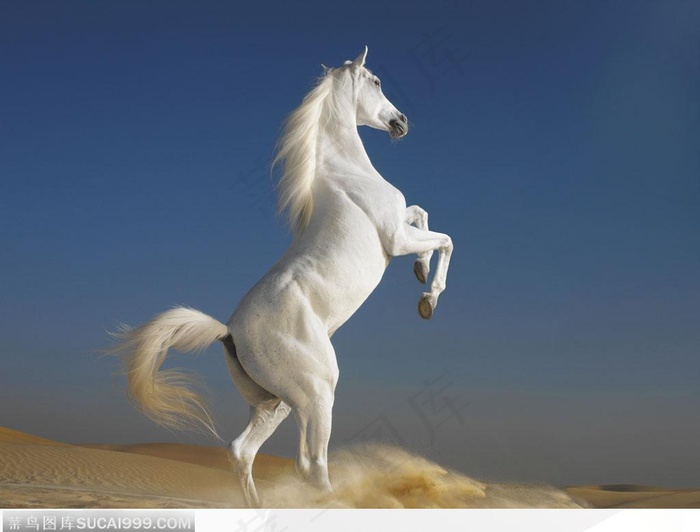 沙漠里扬起沙尘的奔跑抬起前腿的白马