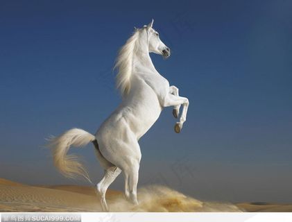 沙漠里扬起沙尘的奔跑抬起前腿的白马