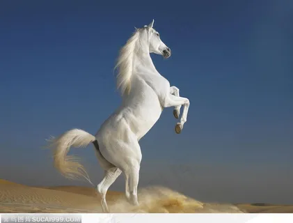 沙漠里扬起沙尘的奔跑抬起前腿的白马 沙漠里扬起沙尘的奔跑抬起前腿的白马