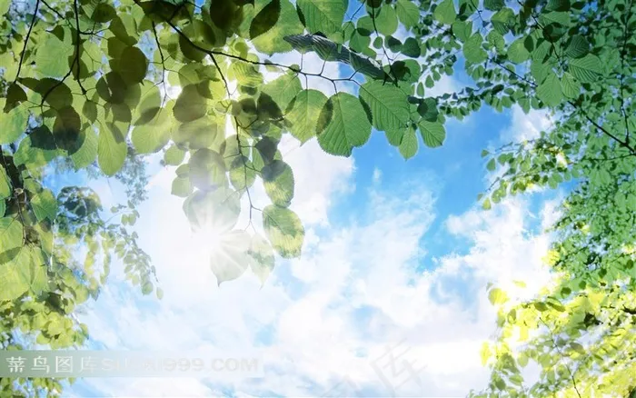 树叶纹蓝天环保背景