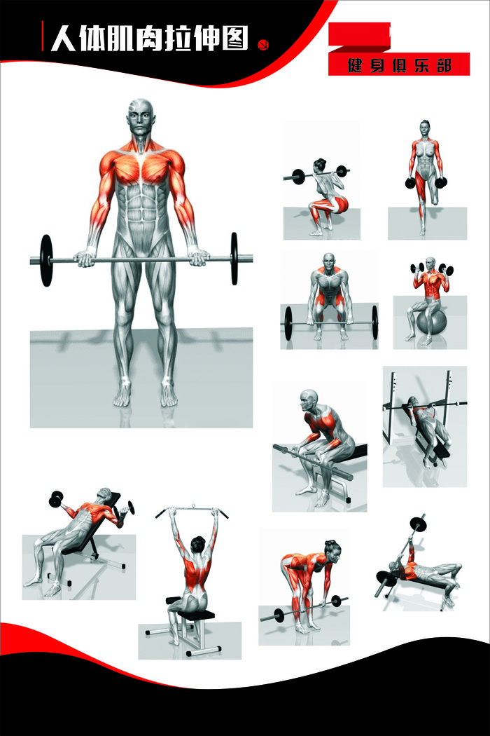 人体肌肉拉伸图 展板 健身 健身房