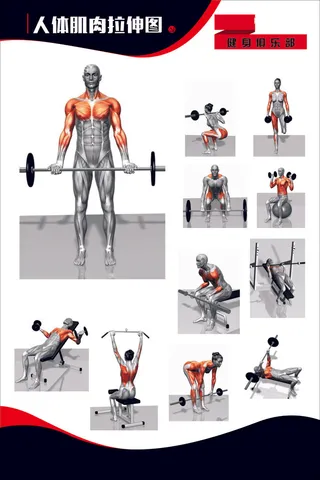 人体肌肉拉伸图 展板 健身 健身房