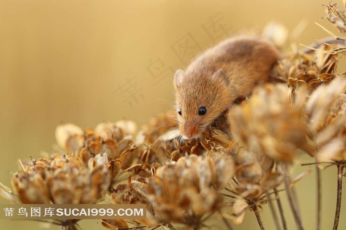 在花朵上行走的小仓鼠
