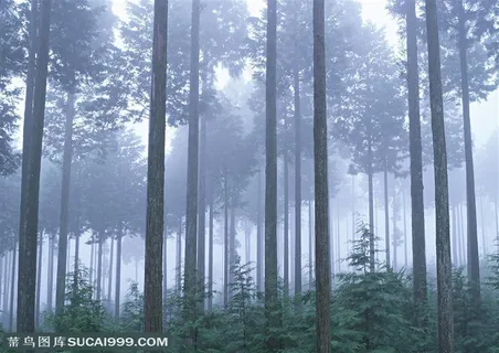 树林树木-迷雾中的丛林