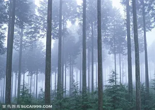 树林树木-迷雾中的丛林