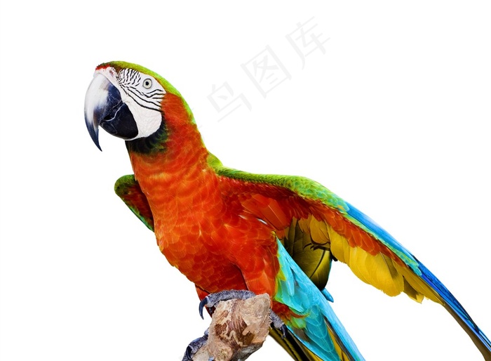 彩色的鹦鹉高清图片