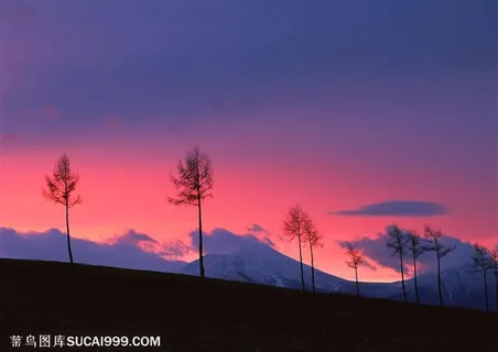 树林树木-晚霞中远处的雪山和坡地上的几颗松树