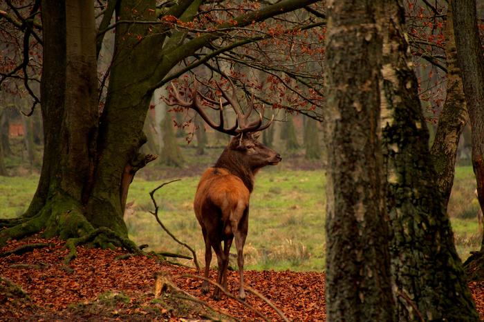 鹿野生梅花鹿动物园设计素材