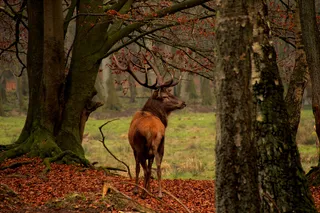 鹿野生梅花鹿动物园设计素材