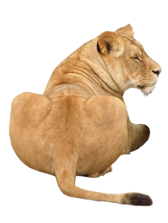 狮子动物园动物森林野生设计素材