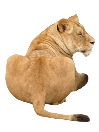 狮子动物园动物森林野生设计素材