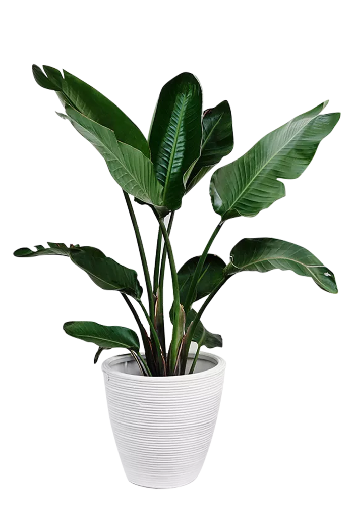 植物盆栽免抠png