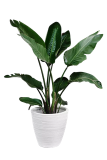 植物盆栽免抠png 植物盆栽免抠png