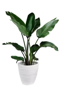 植物盆栽免抠png 植物盆栽免抠png